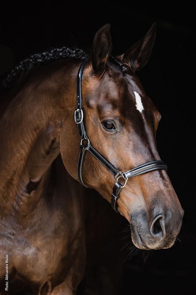 Ulm Pro Leather Halter